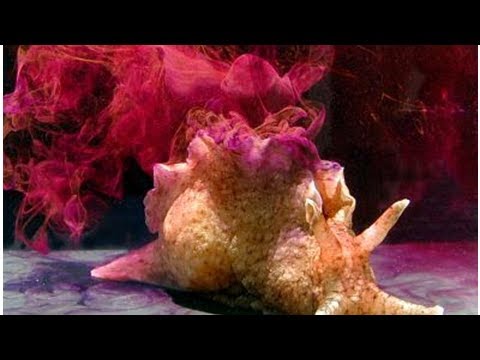 Des biologistes ont réussi à transférer un souvenir d’un animal à un autre